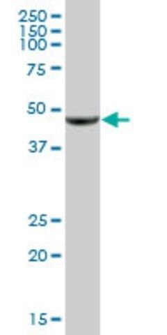 Anti-OXER1 antibody produced in mouse