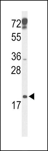 ANTI-P19(N-TERMINAL) antibody produced in rabbit