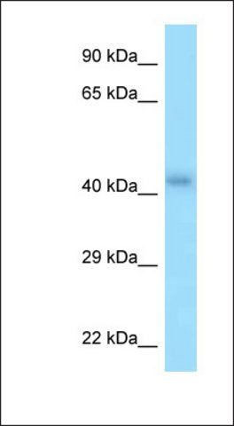 Anti-P2RY2 antibody produced in rabbit