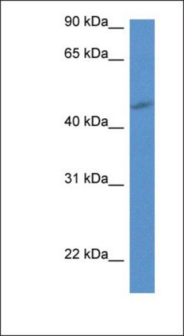 Anti-P2RY1 antibody produced in rabbit