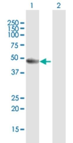 Anti-PA2G4 antibody produced in mouse