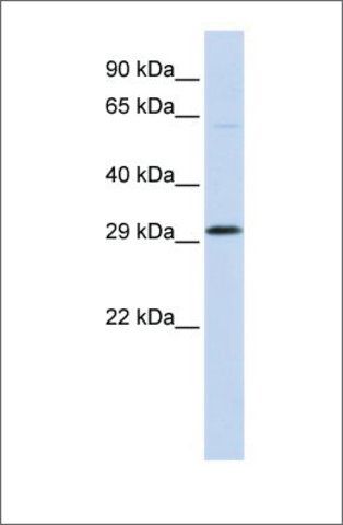 Anti-OVOL2 (ab1) antibody produced in rabbit