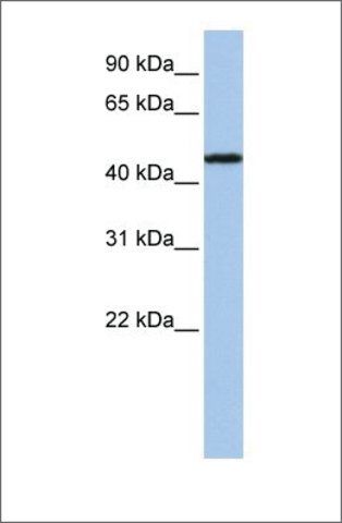 Anti-P2RX2 (ab2) antibody produced in rabbit