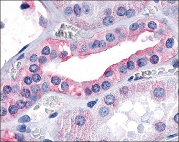 Anti-OXGR1 antibody produced in rabbit