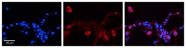 Anti-PCDHGC4 antibody produced in rabbit