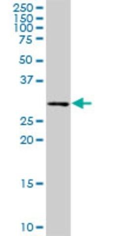 Anti-PCTP antibody produced in rabbit