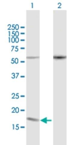 Anti-PDCD5 antibody produced in mouse