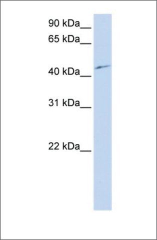 Anti-PCTK3 antibody produced in rabbit