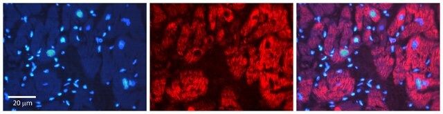 Anti-PDCD8 (AB1) antibody produced in rabbit