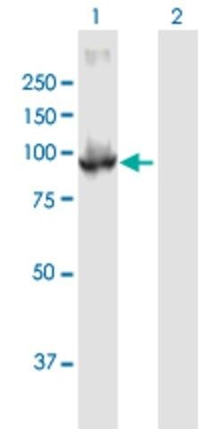 Anti-PDE6B antibody produced in mouse