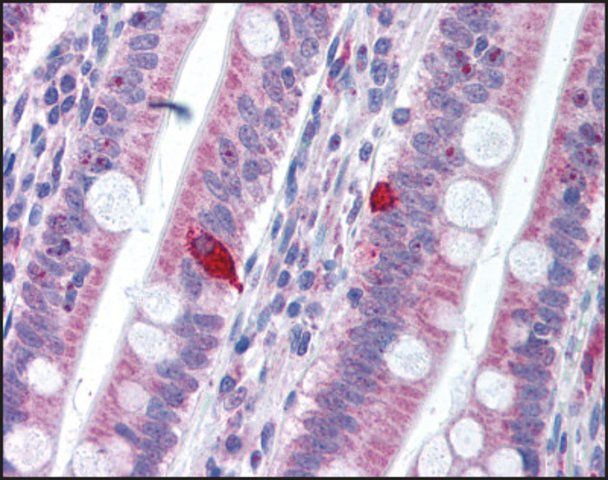 Anti-PDCD1 (AB1) antibody produced in rabbit