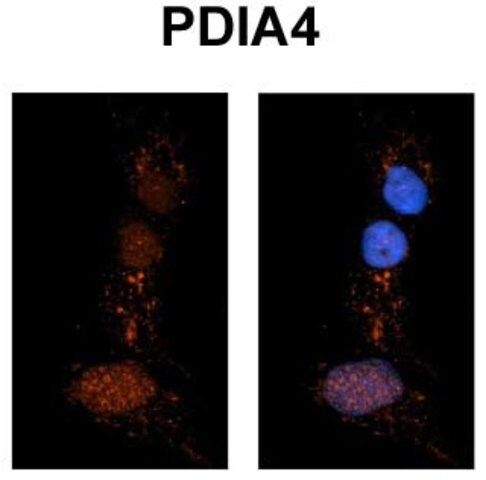 Anti-PDIA4, (N-terminal) antibody produced in rabbit