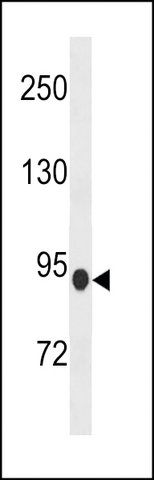 ANTI-PDE8B (CENTER) antibody produced in rabbit