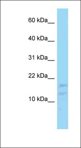 Anti-PCP2 antibody produced in rabbit