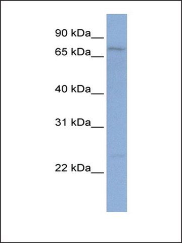 Anti-PCDHGB1 antibody produced in rabbit