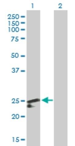 Anti-PDF antibody produced in mouse