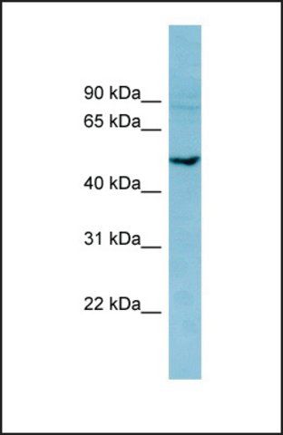 Anti-PDE7B antibody produced in rabbit