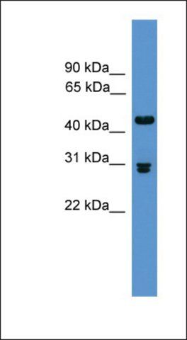 Anti-PDYN antibody produced in rabbit