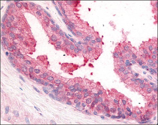 Anti-PDE8A antibody produced in rabbit