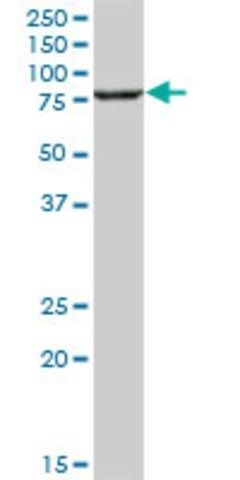 Anti-PDIA4 antibody produced in mouse