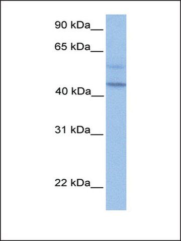 Anti-PDCD2L antibody produced in rabbit