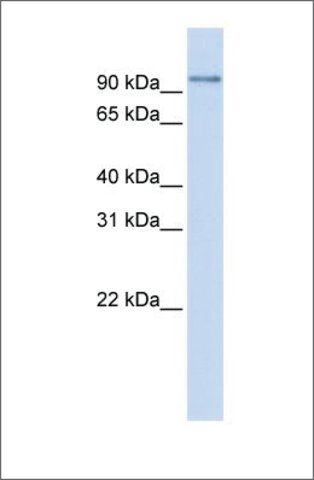 Anti-PDXDC1 antibody produced in rabbit