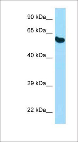 Anti-PDIA3 antibody produced in rabbit