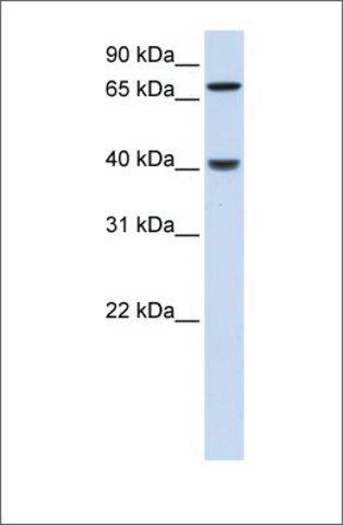 Anti-PDLIM3 antibody produced in rabbit