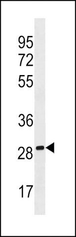 ANTI-PEBP4 (CENTER) antibody produced in rabbit