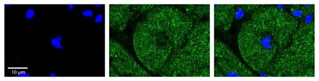 Anti-PDK3 antibody produced in rabbit