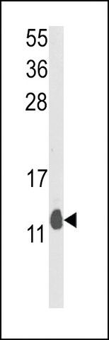 ANTI-PEA-15(C-TERMINAL) antibody produced in rabbit