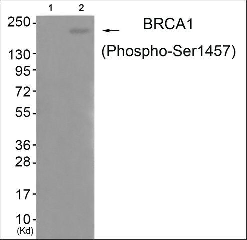 Anti-phospho-BRCA1 (pSer<sup>1457</sup>) antibody produced in rabbit