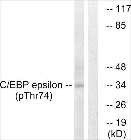 Anti-phospho-C/EBP- (pThr<sup>74</sup>) antibody produced in rabbit