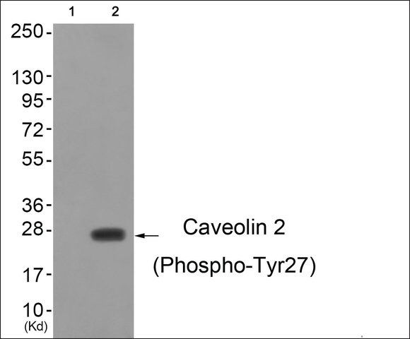 Anti-phospho-Caveolin 2 (pTyr<sup>27</sup>) antibody produced in rabbit