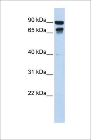 Anti-MSL3L1 antibody produced in rabbit