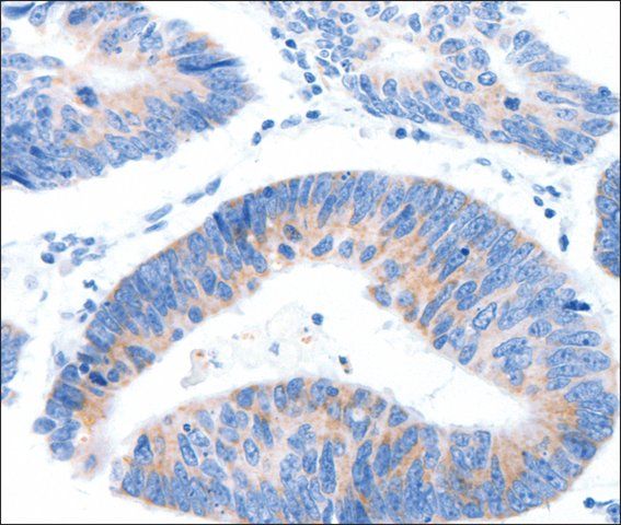 Anti-MUC3A antibody produced in rabbit