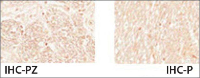 Anti-MYT1, (N-terminal) antibody produced in rabbit