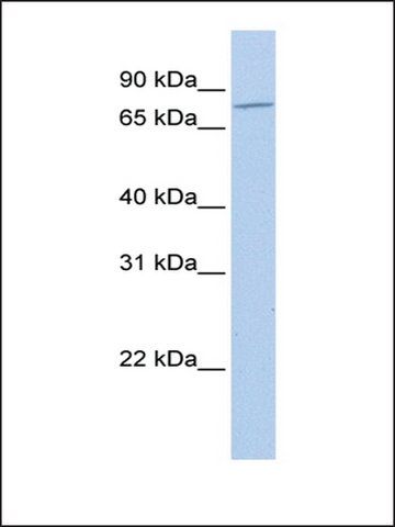 Anti-MZF1 antibody produced in rabbit