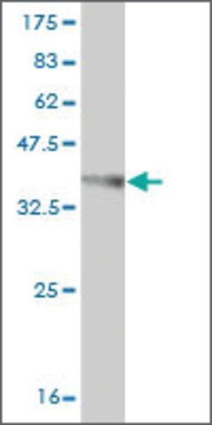 ANTI-MYO3A antibody produced in mouse