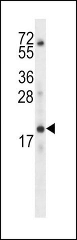 ANTI-KRTAP13-3 (C-TERM) antibody produced in rabbit