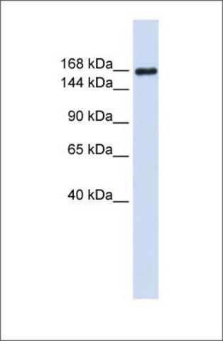 Anti-LAMC1 (ab1) antibody produced in rabbit