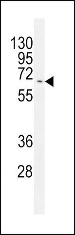 ANTI-KY (N-TERM) antibody produced in rabbit