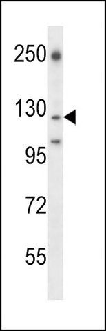 ANTI-LAMC2 (CENTER) antibody produced in rabbit