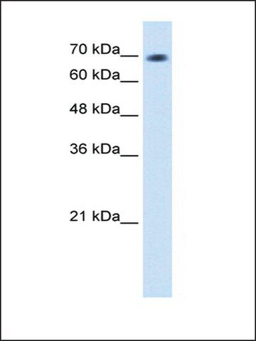 Anti-L3MBTL2 (AB2) antibody produced in rabbit