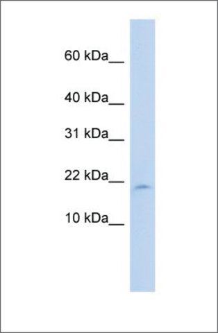 Anti-LAIR2 antibody produced in rabbit