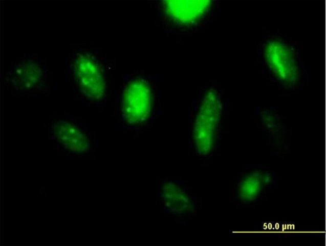 Anti-LANCL2 antibody produced in mouse