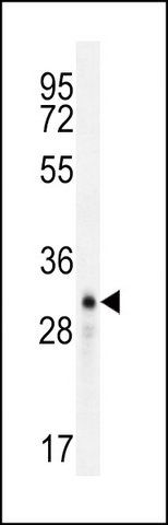 ANTI-LCN9 (N-TERM) antibody produced in rabbit