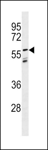 ANTI-LGI3 (CENTER) antibody produced in rabbit