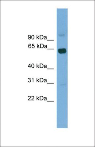 Anti-LCORL antibody produced in rabbit