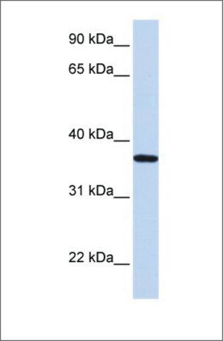 Anti-LCN12 antibody produced in rabbit